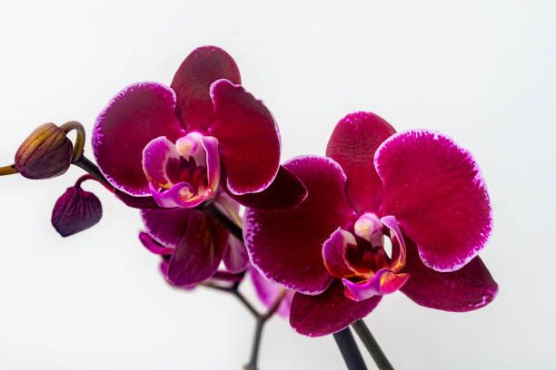 OX Black Face Orchid