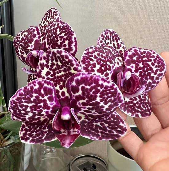 Phalaenopsis Lioulin Wild Cat