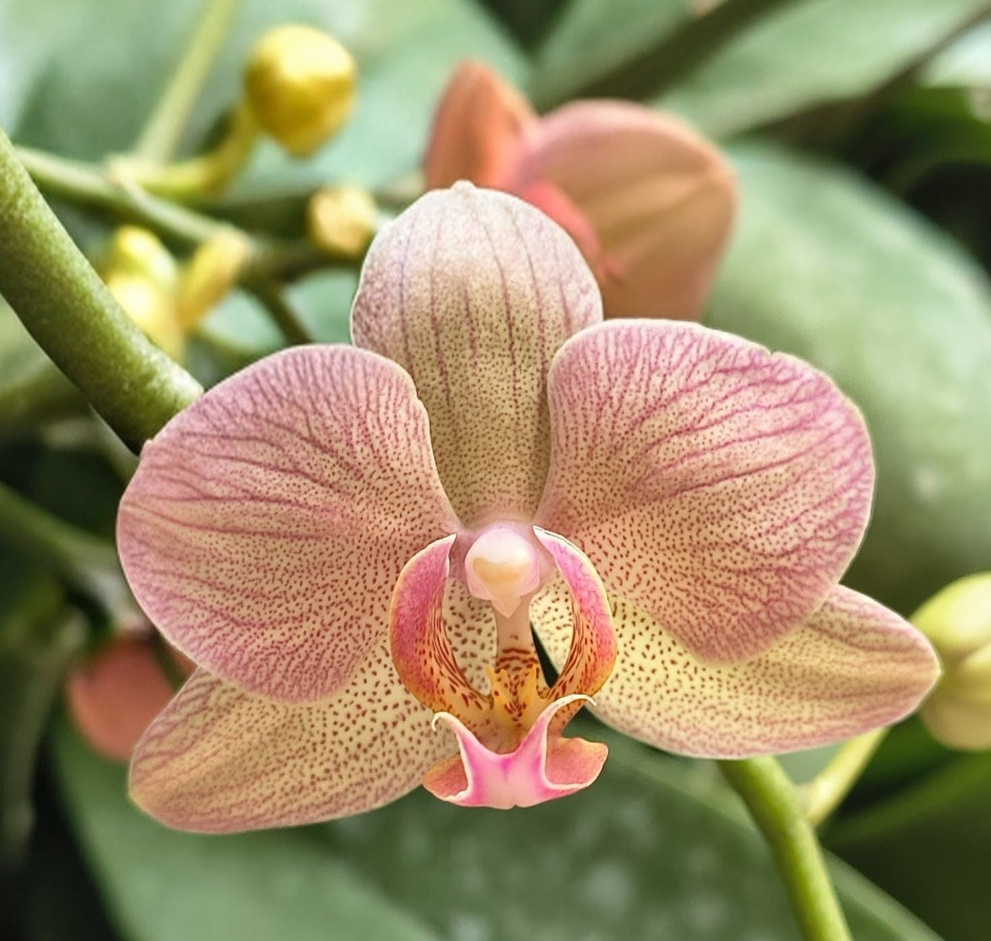 Phalaenopsis Crytix