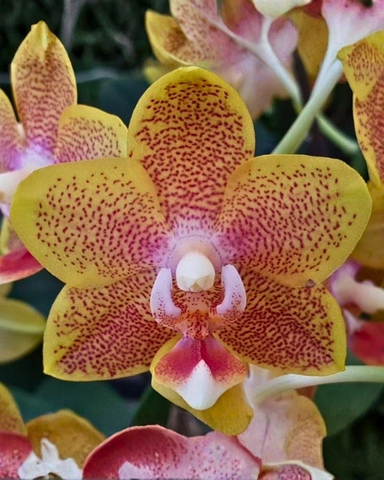 Phalaenopsis Allura ‘Spitfire’ Orchid