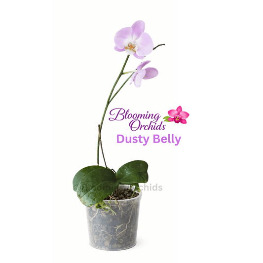 Phalaenopsis Dusty Belle