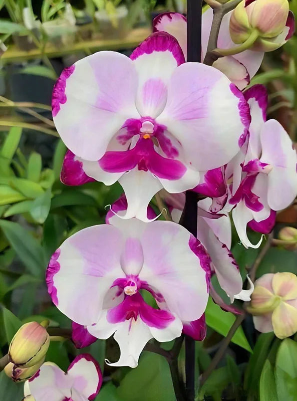 Phalaenopsis King Car Dalmatian