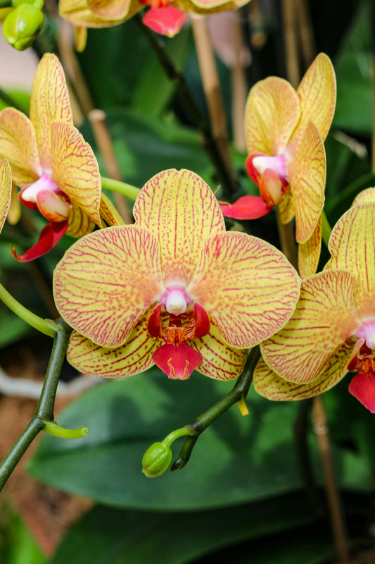 Phalaenopsis Yellow Red Stripe KV Beauty