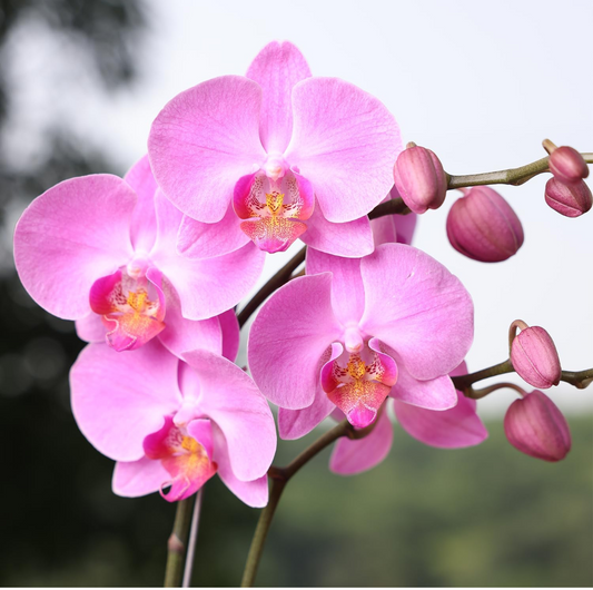 Pink Champion Orchid
