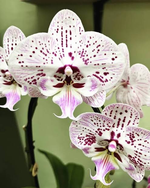 Phalaenopsis Expression