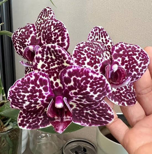 Phalaenopsis Lioulin Wild Cat