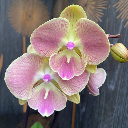 Pink Butterfly Phalaenopsis