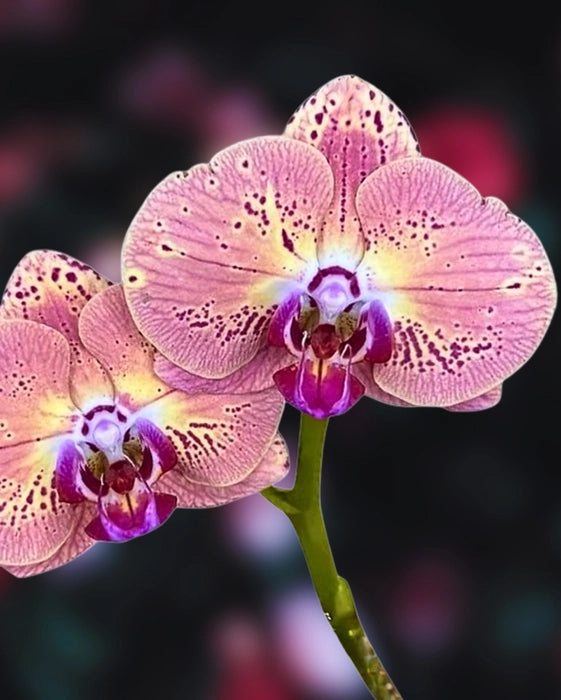 Phalaenopsis King Car Orange Orchid