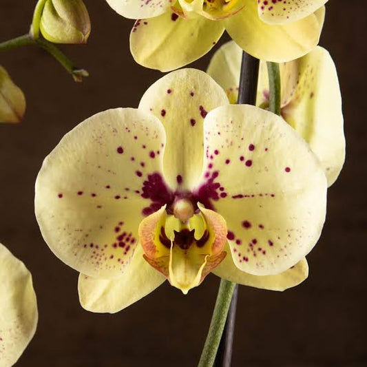 Phalaenopsis Pescara