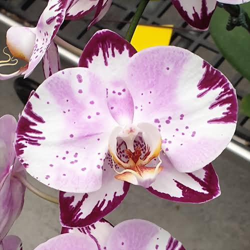 Phalaenopsis Allura Titania Orchid