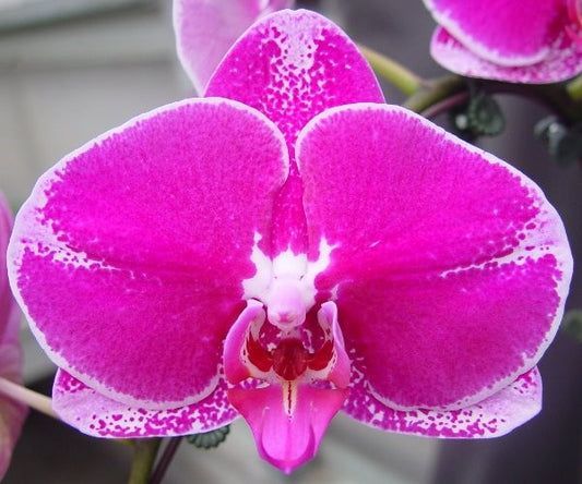 Phalaenopsis Rich Man Orchid