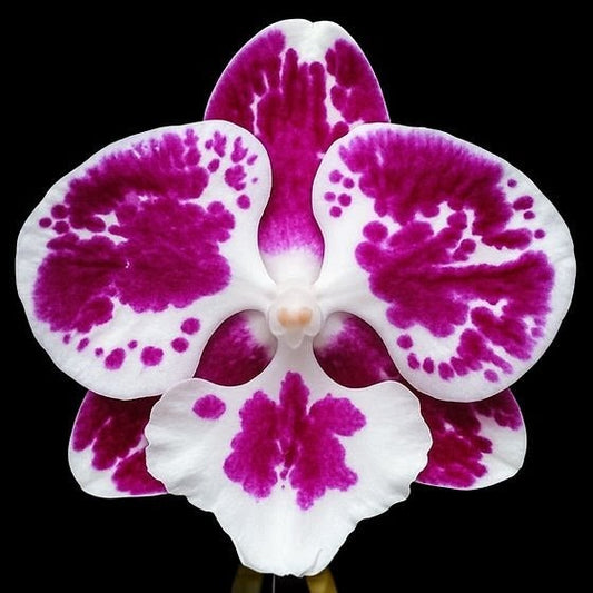 Phalaenopsis Panda Pop Orchid