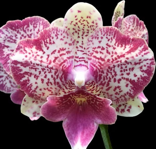 Phalaenopsis Polka Beauty