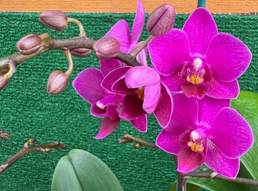 Phalaenopsis Kissy lips