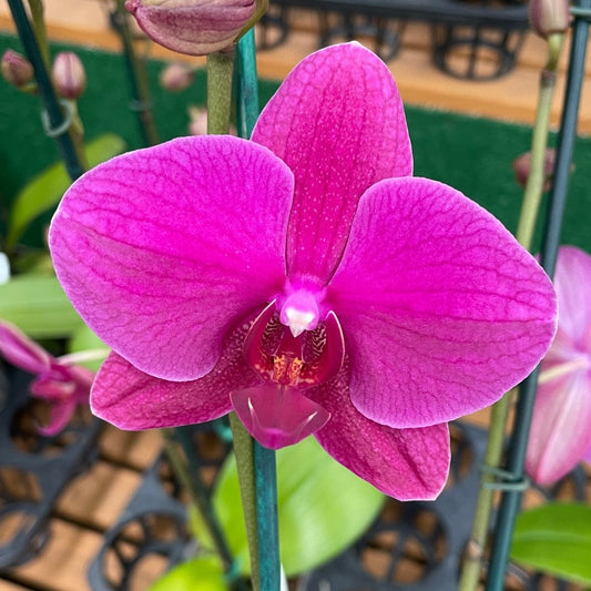 Phalaenopsis Vivaldi