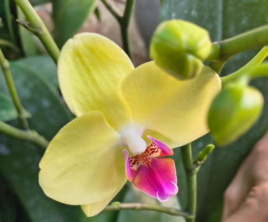 Phalaenopsis Miraflore with flowers
