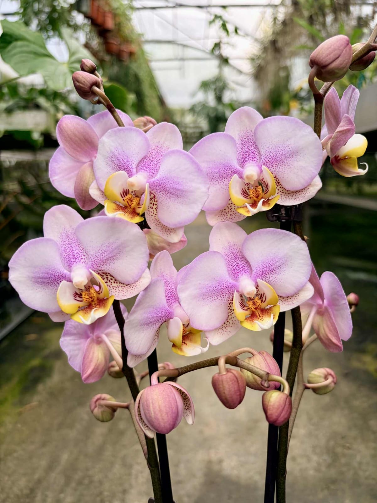 Phalaenopsis Dusty Belle