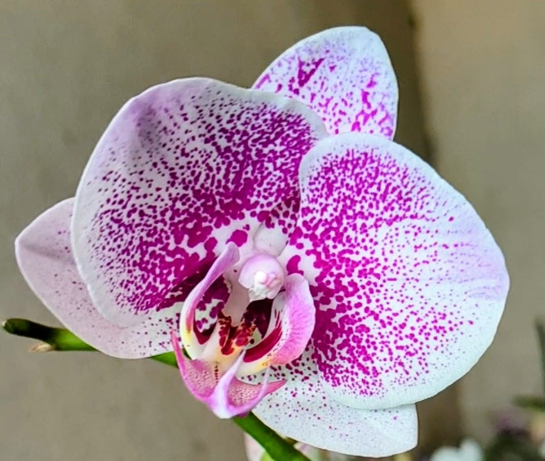 Phalaenopsis Ox Spot Queen with flowers