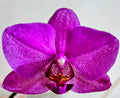 Phalaenopsis Vivaldi