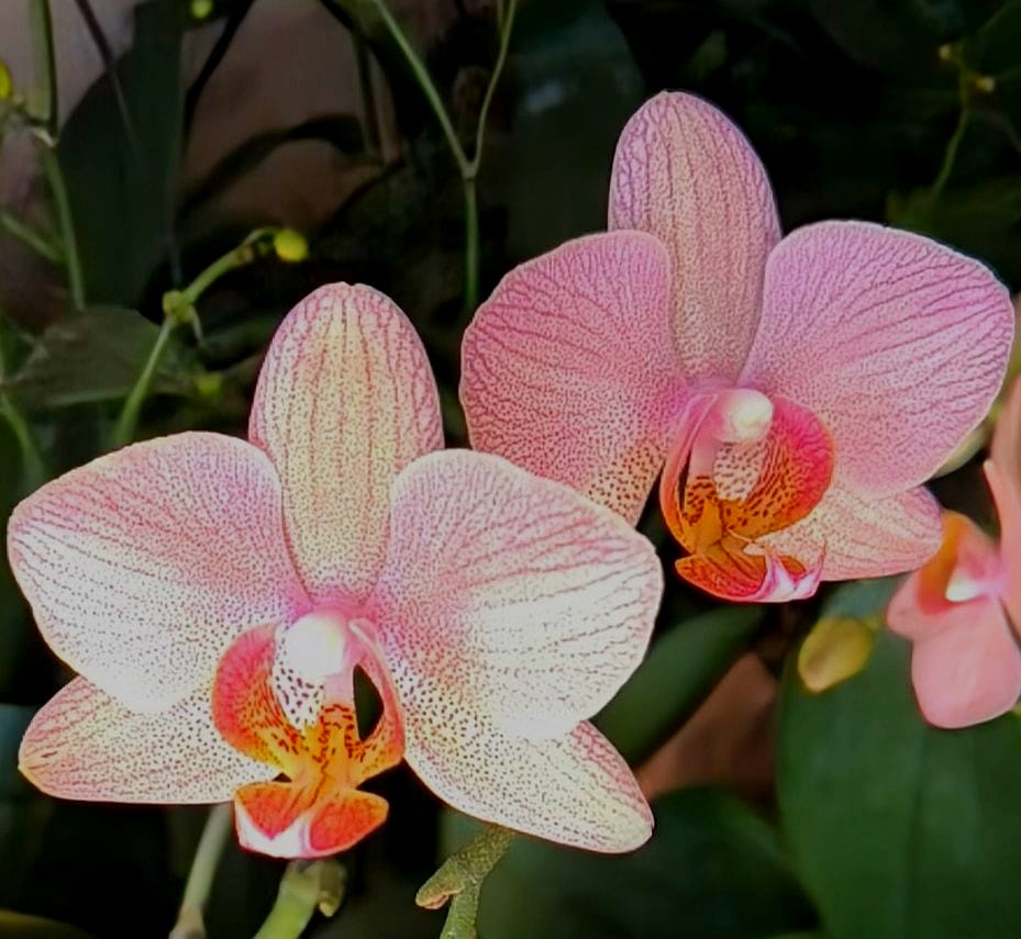 Phalaenopsis Crytix