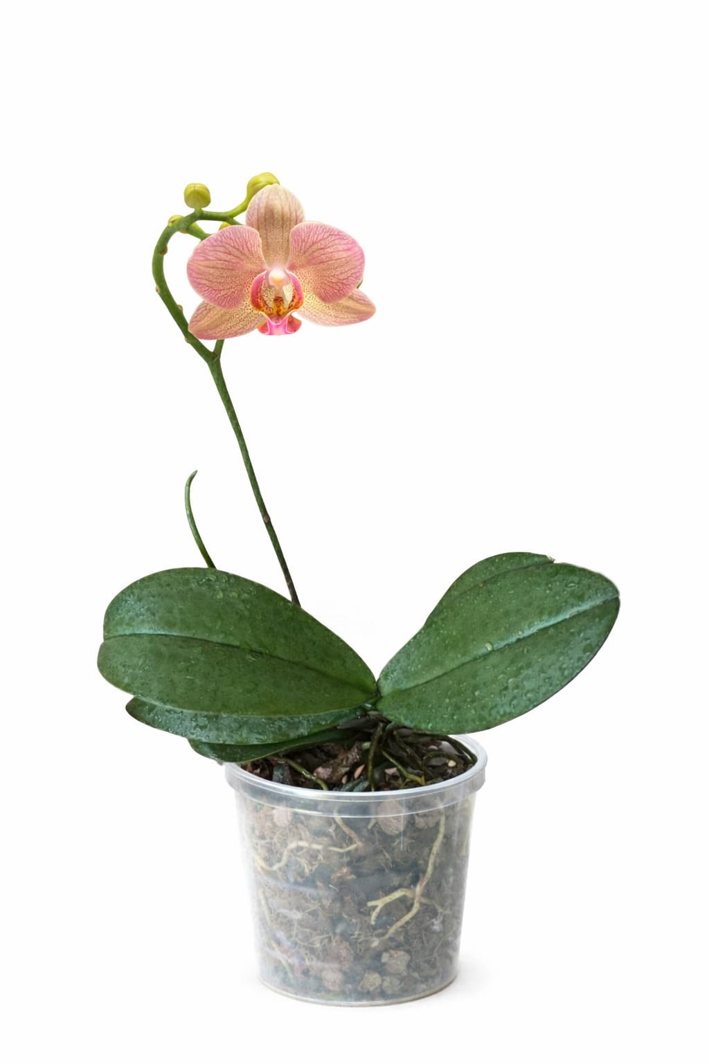 Phalaenopsis Crytix