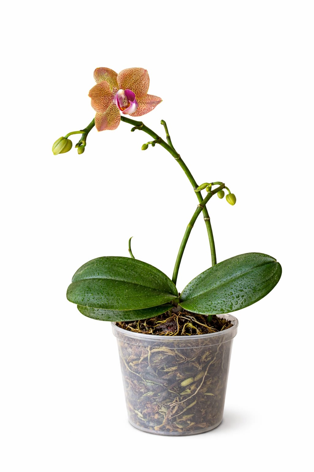 Phalaenopsis Sunset Love