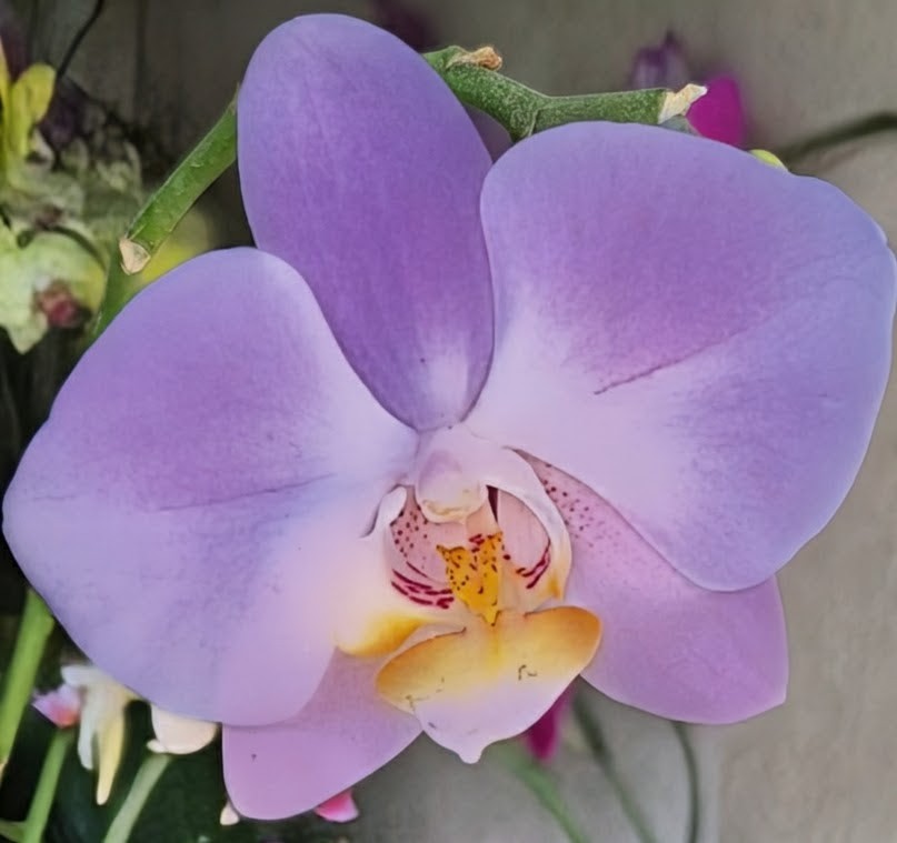 Phalaenopsis Dusty Belle