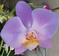 Phalaenopsis Dusty Belle