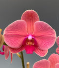 Phalaenopsis Liahner Orange Orchids