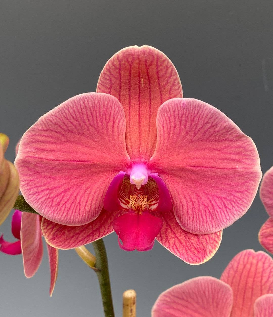 Phalaenopsis Liahner Orange Orchids