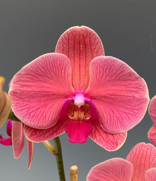 Phalaenopsis Liahner Orange Orchids