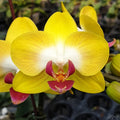 Mikki Moon Rabbit Orchid