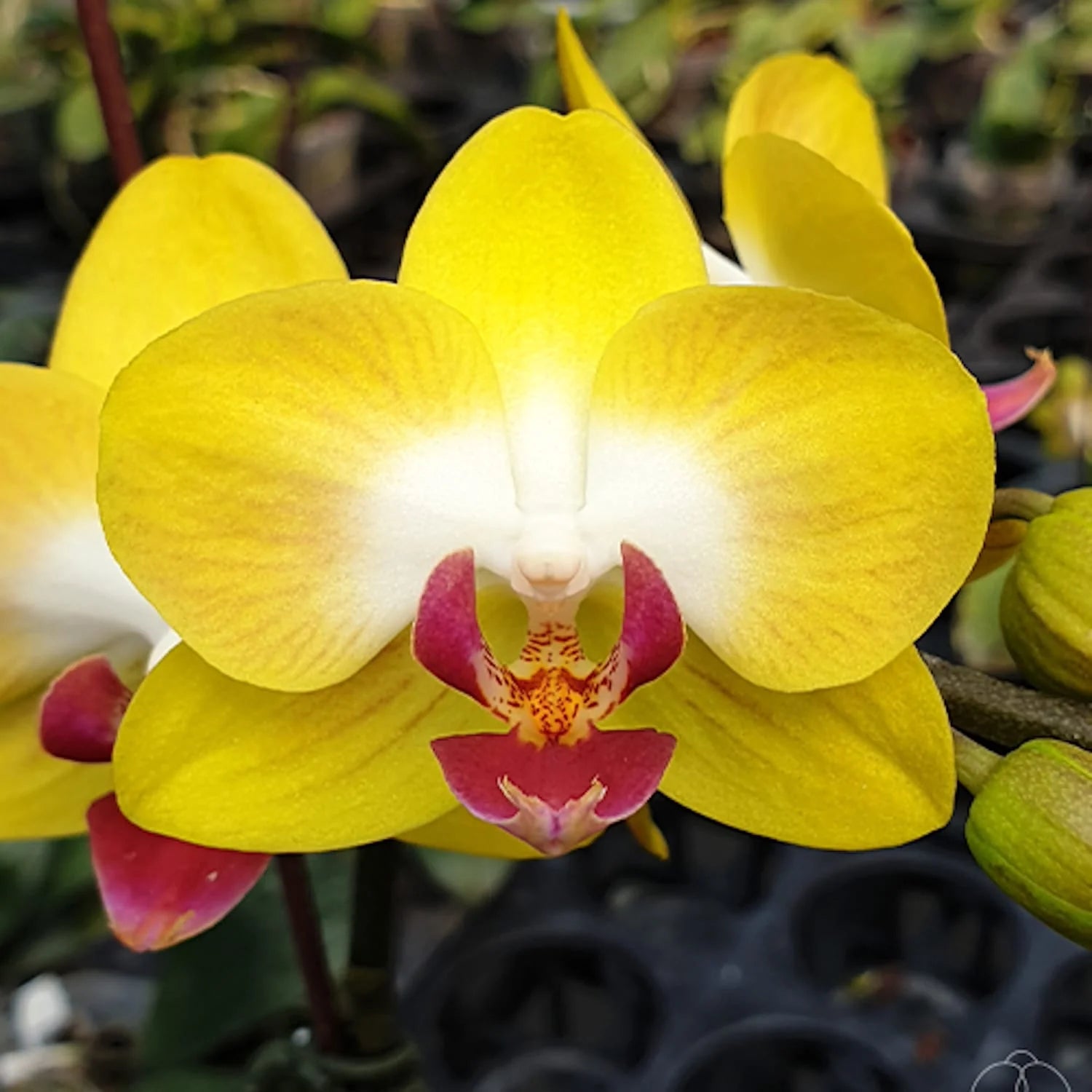 Mikki Moon Rabbit Orchid