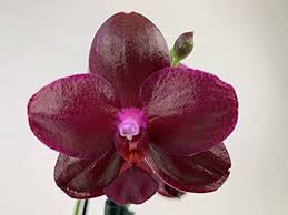 Phalaenopsis Sogo Relax
