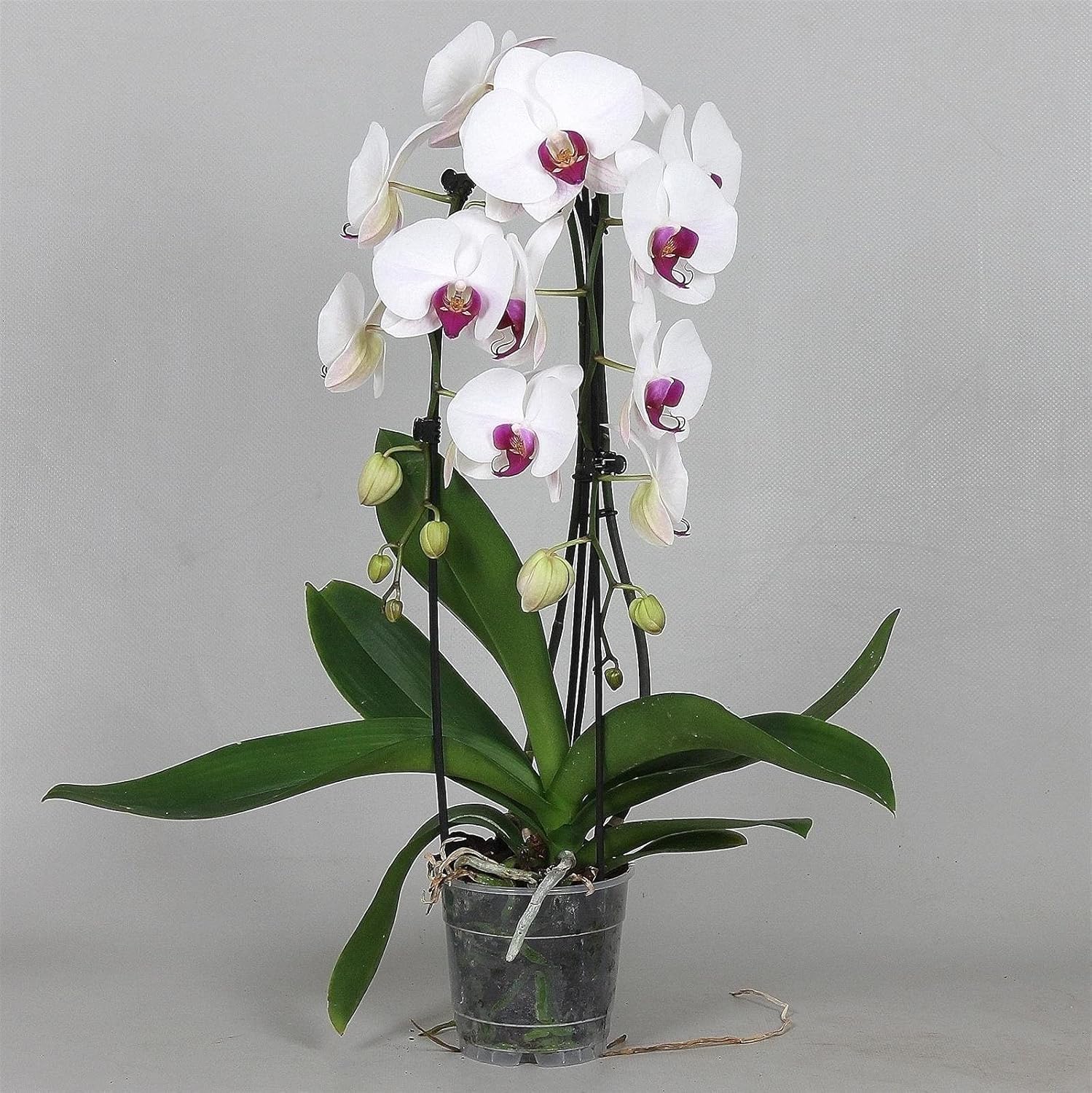 Phalaenopsis White Red Lip Orchid