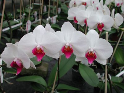 Phalaenopsis White Red Lip Orchid