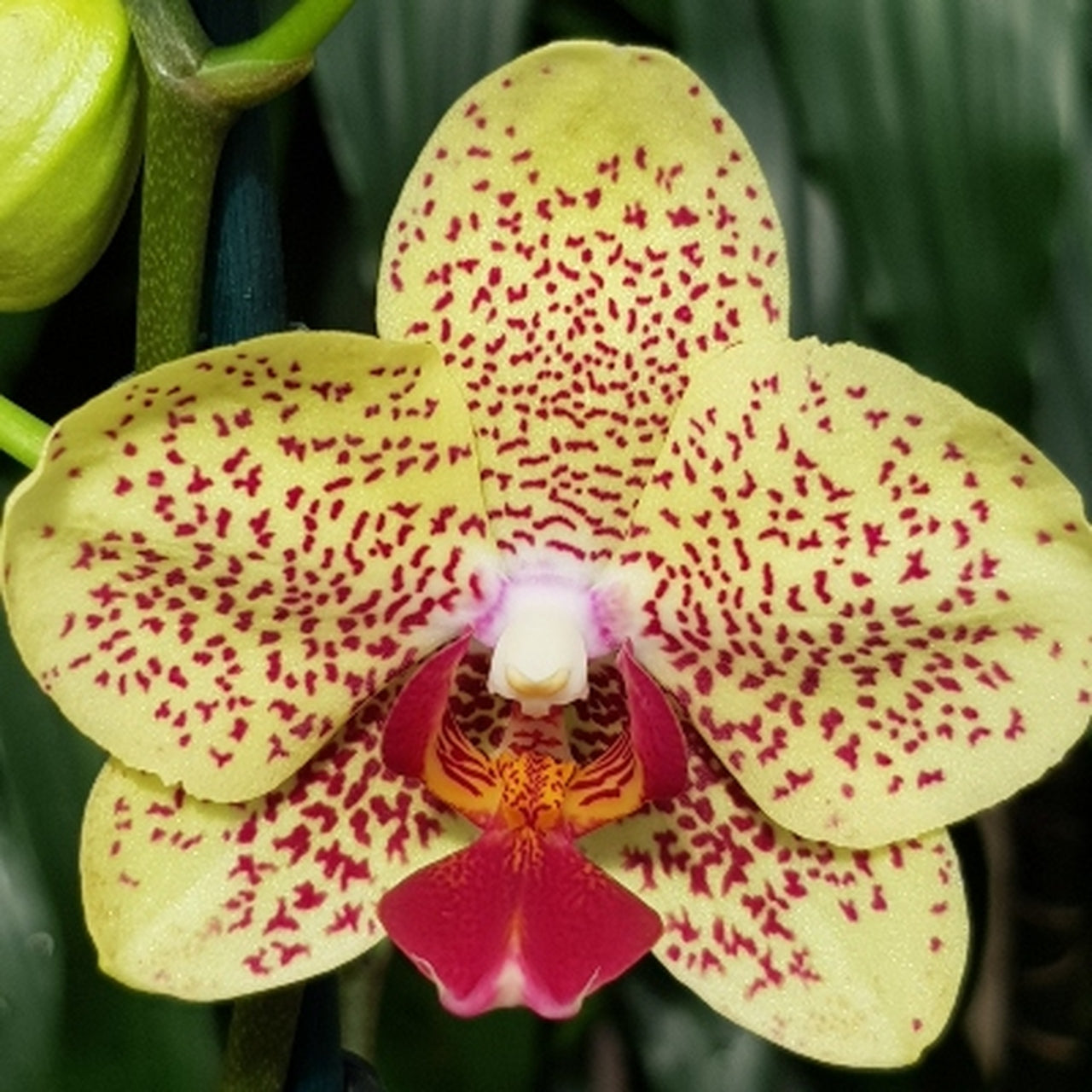 Phalaenopsis Fancy Freckles