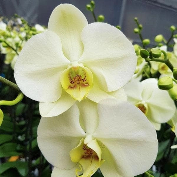 Phalaenopsis Myth Orchid