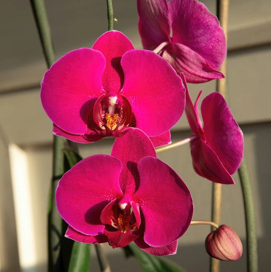 Phalaenopsis Neon Light Orchid