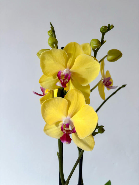 Phalaenopsis Sunny Delight Orchid