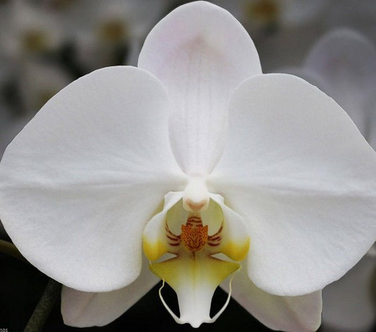 Phalaenopsis White Yukidian V3