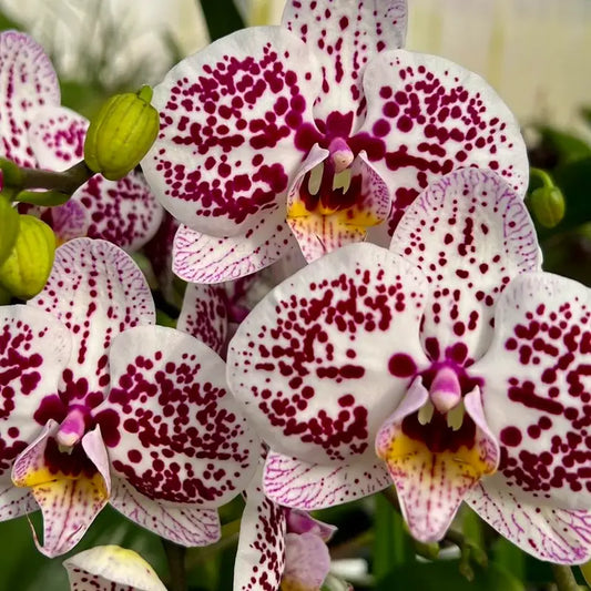 Phalaenopsis Tropic Ocelot