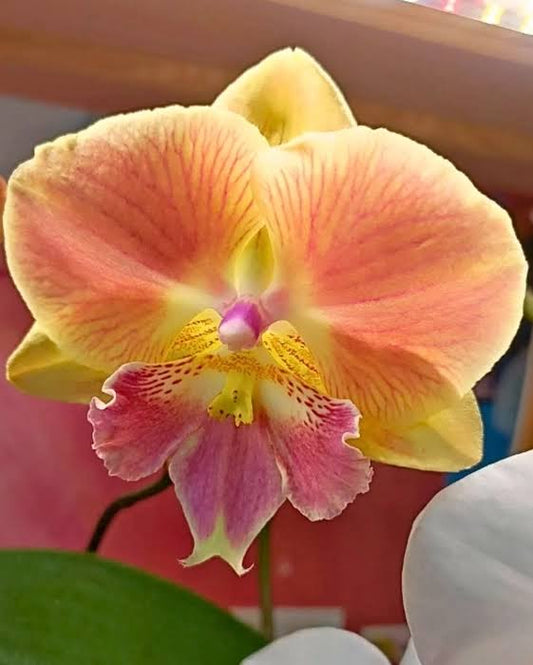 Phalaenopsis Summer Peach Orchid