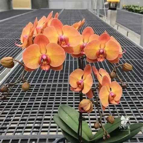 Phalaenopsis Sunset Love Gemstone