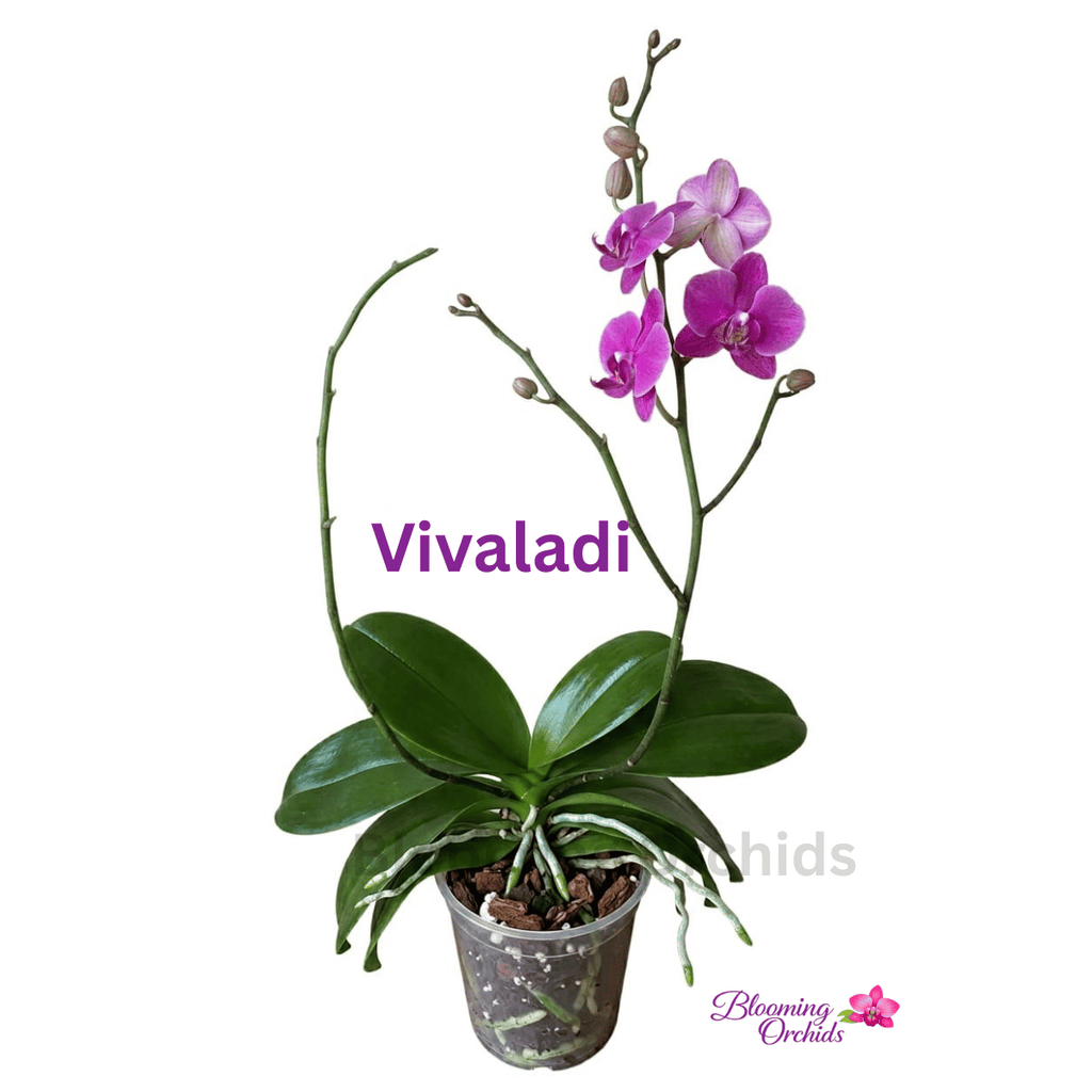 Phalaenopsis Vivaldi